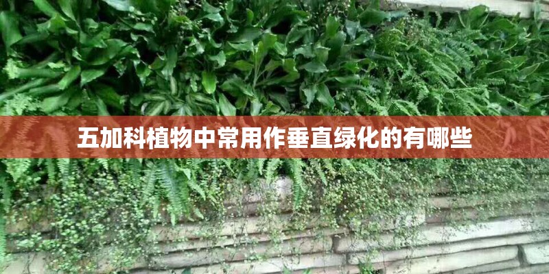 五加科植物中常用作垂直绿化的有哪些