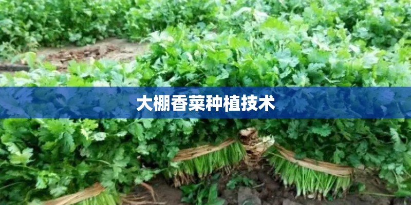 大棚香菜种植技术