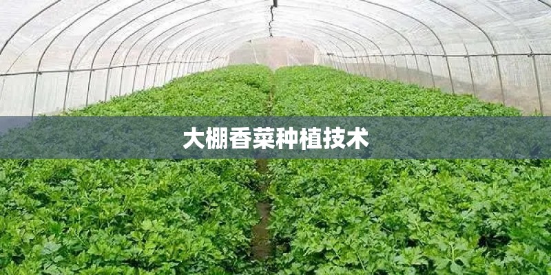 大棚香菜种植技术