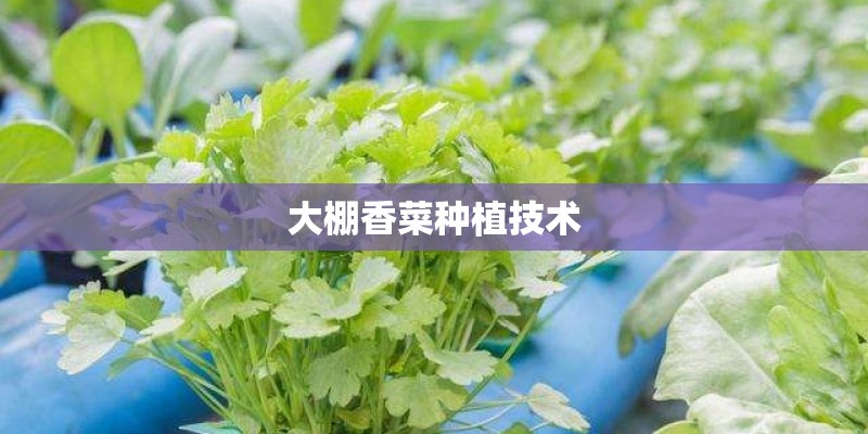 大棚香菜种植技术