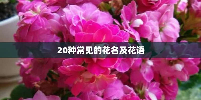 20种常见的花名及花语