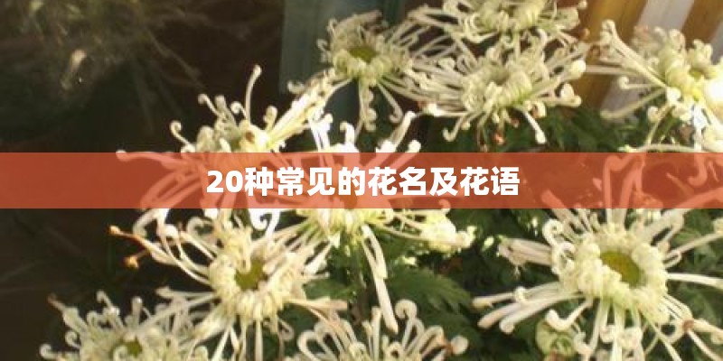20种常见的花名及花语