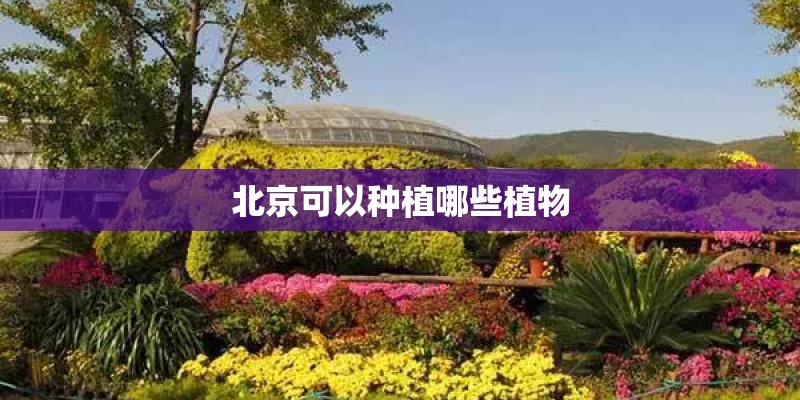 北京可以种植哪些植物