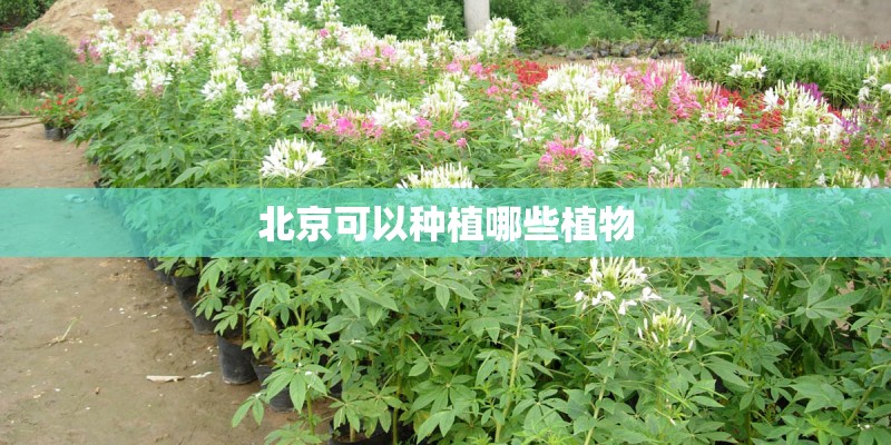 北京可以种植哪些植物