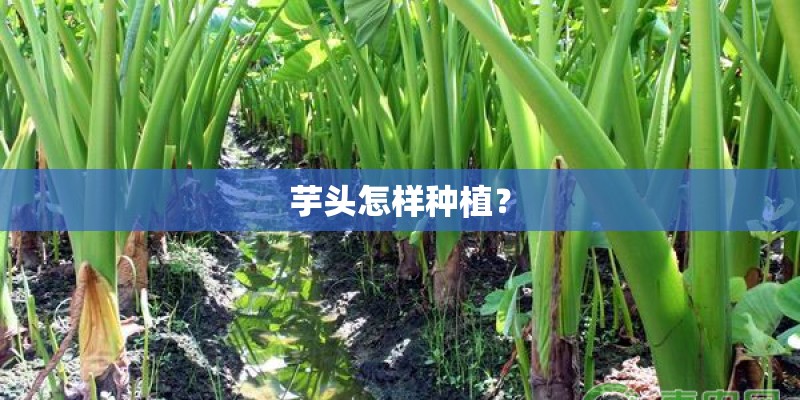 芋头怎样种植？