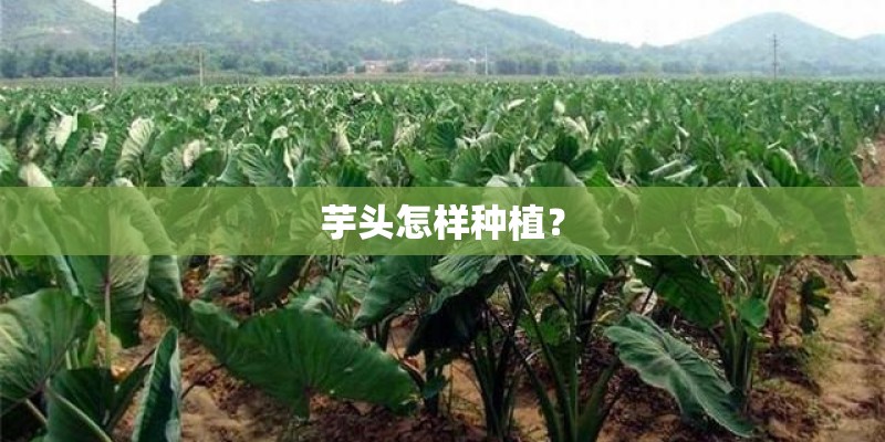 芋头怎样种植？