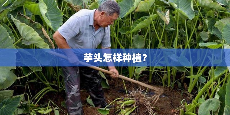 芋头怎样种植？