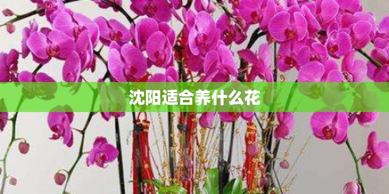 沈阳适合养什么花