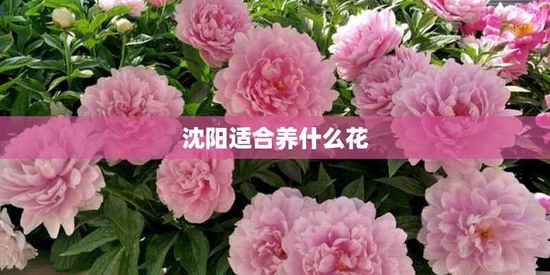 沈阳适合养什么花