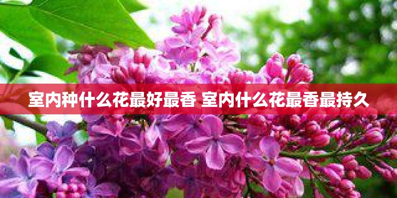 室内种什么花最好最香 室内什么花最香最持久