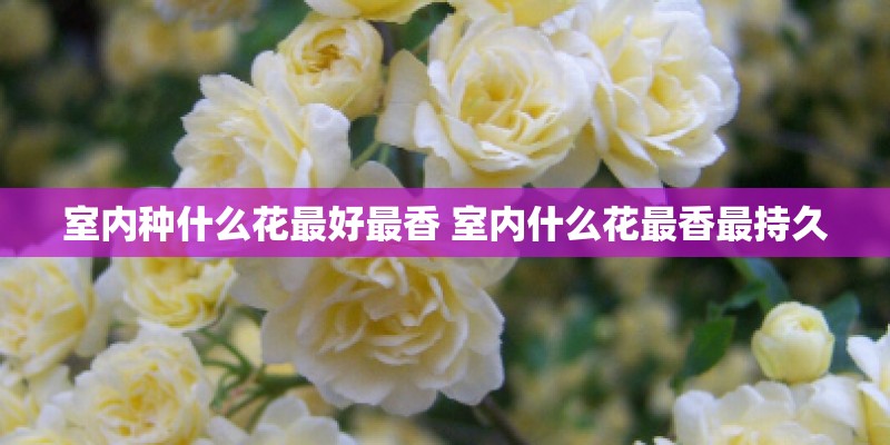 室内种什么花最好最香 室内什么花最香最持久