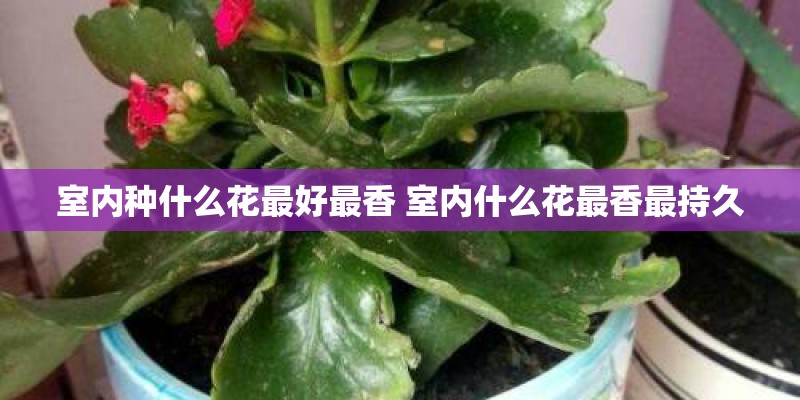 室内种什么花最好最香 室内什么花最香最持久
