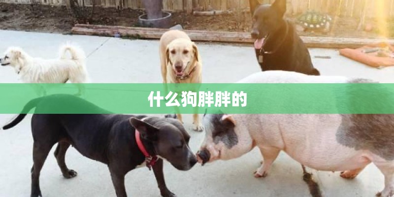 什么狗胖胖的