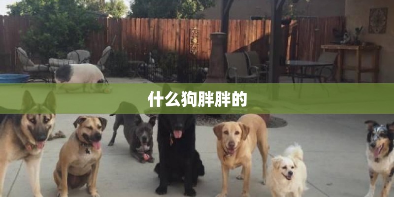 什么狗胖胖的