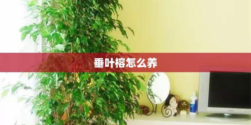 垂叶榕怎么养