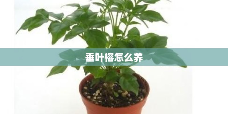 垂叶榕怎么养
