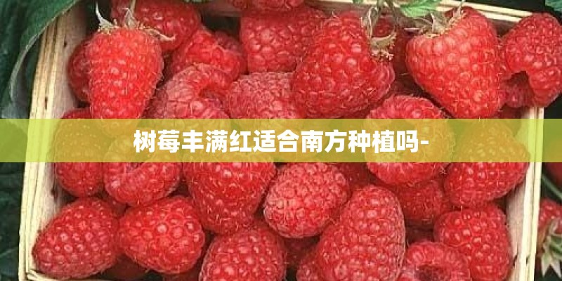 树莓丰满红适合南方种植吗-