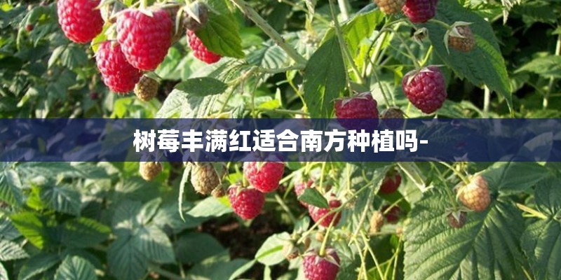 树莓丰满红适合南方种植吗-