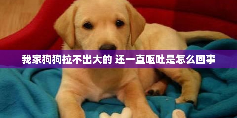 我家狗狗拉不出大的 还一直呕吐是怎么回事