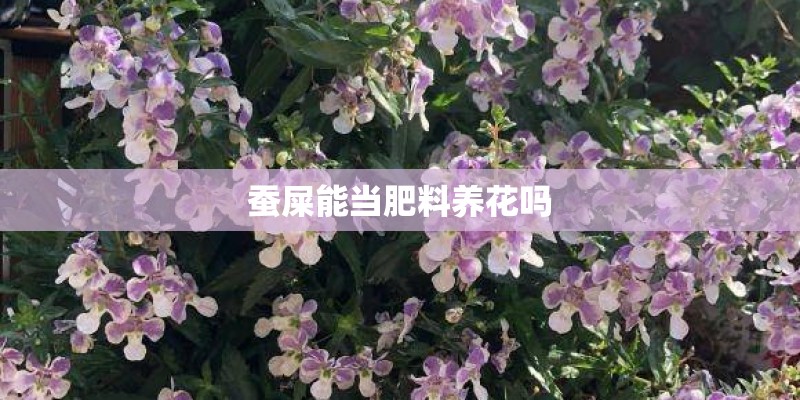 蚕屎能当肥料养花吗