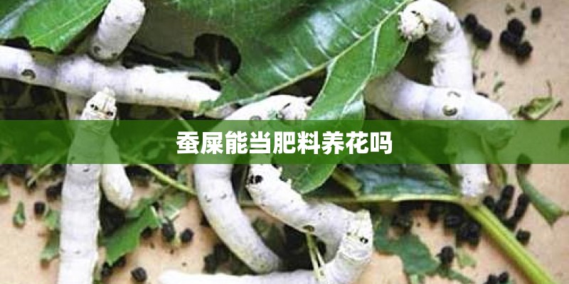 蚕屎能当肥料养花吗