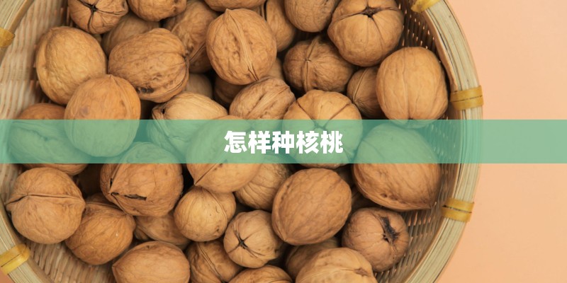 怎样种核桃