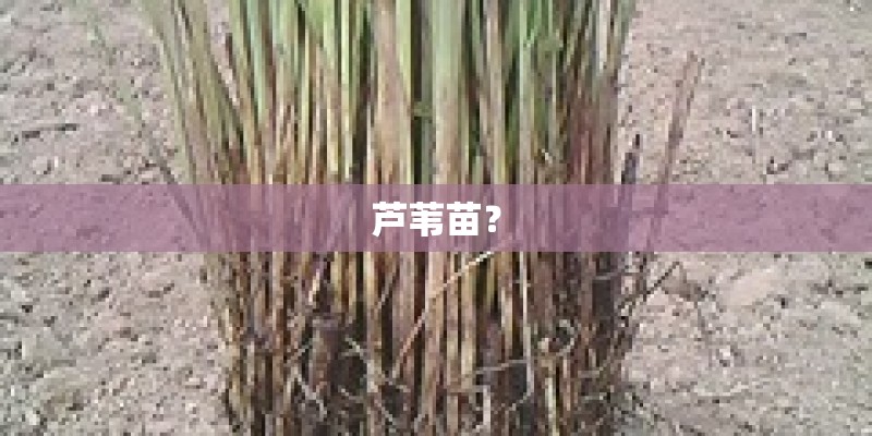 芦苇苗？