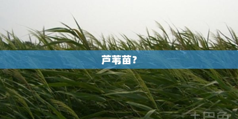 芦苇苗？