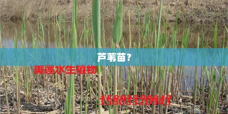 芦苇苗？