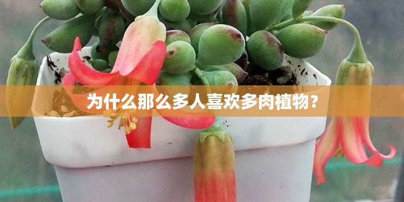 为什么那么多人喜欢多肉植物？