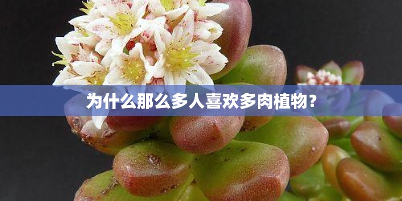 为什么那么多人喜欢多肉植物？