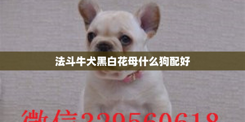 法斗牛犬黑白花母什么狗配好
