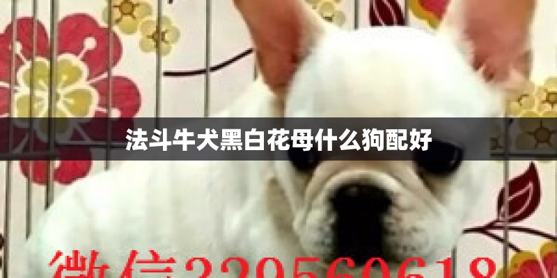 法斗牛犬黑白花母什么狗配好