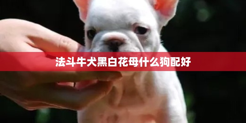 法斗牛犬黑白花母什么狗配好