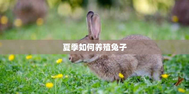 夏季如何养殖兔子