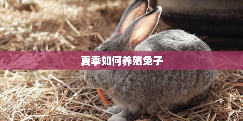 夏季如何养殖兔子