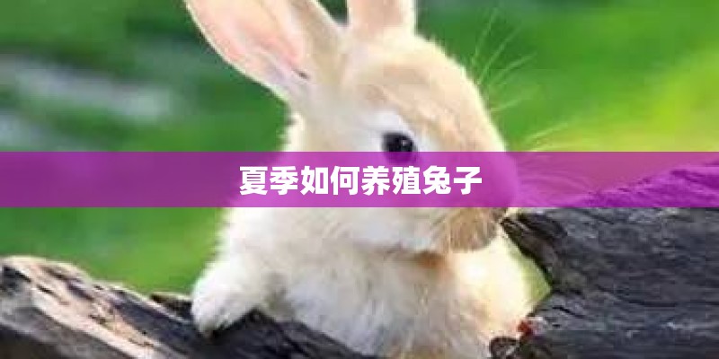 夏季如何养殖兔子