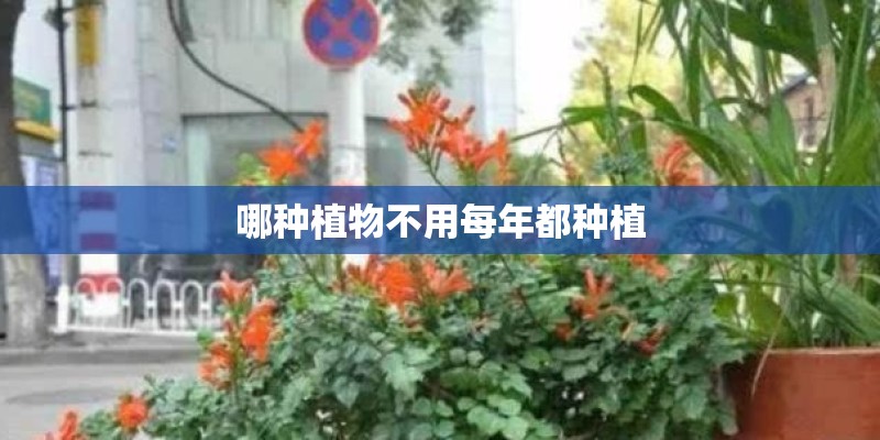 哪种植物不用每年都种植