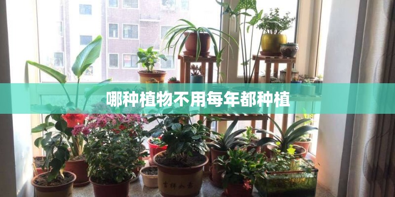 哪种植物不用每年都种植