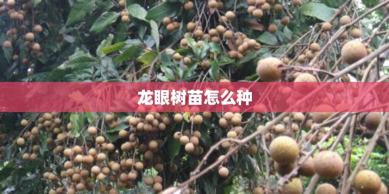 龙眼树苗怎么种
