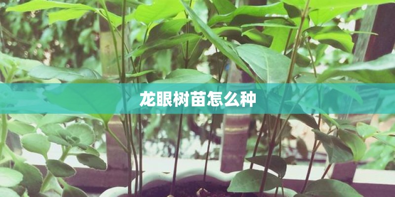 龙眼树苗怎么种