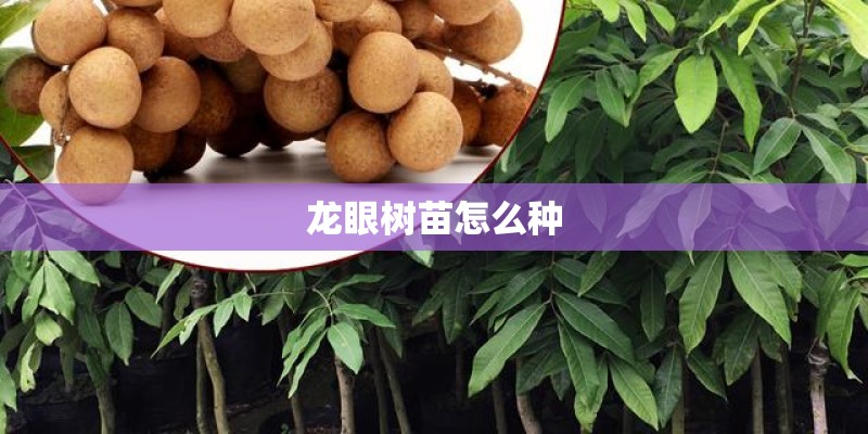 龙眼树苗怎么种