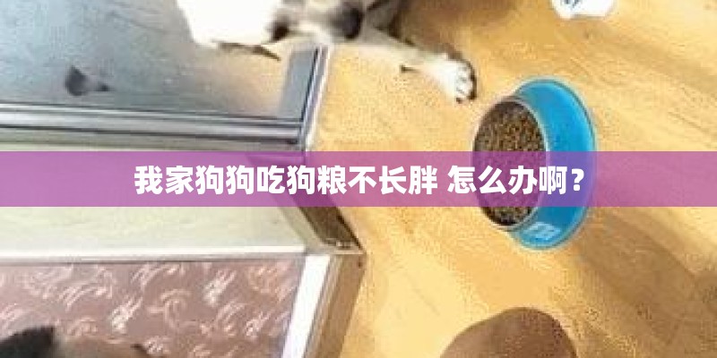 我家狗狗吃狗粮不长胖 怎么办啊？