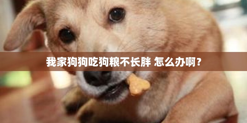 我家狗狗吃狗粮不长胖 怎么办啊？