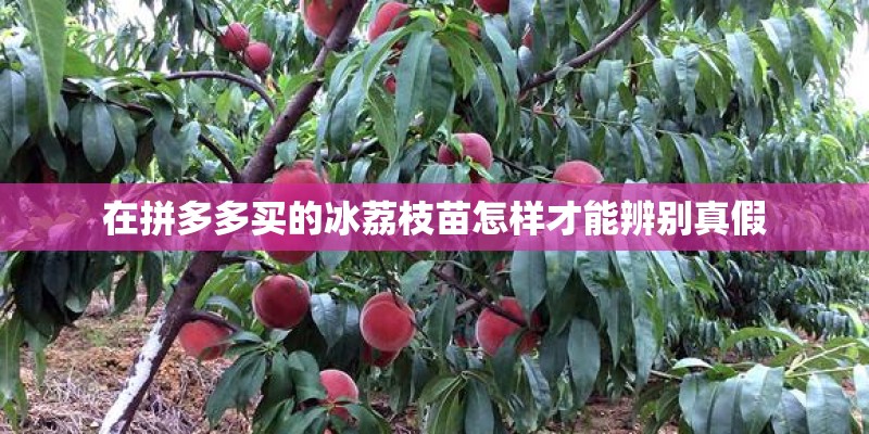在拼多多买的冰荔枝苗怎样才能辨别真假