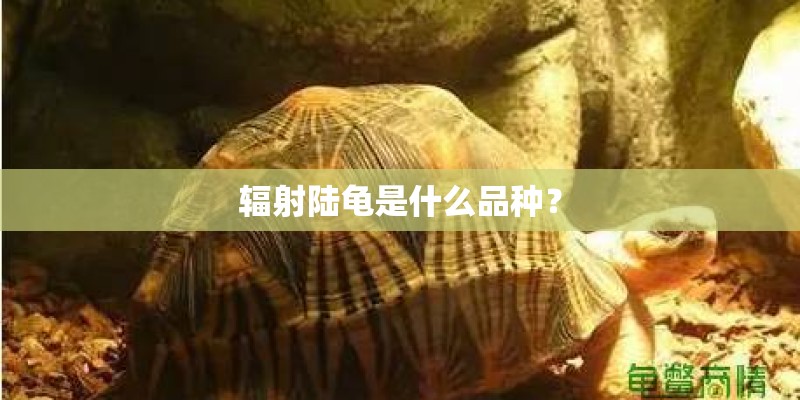 辐射陆龟是什么品种？