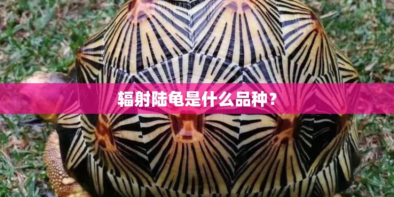 辐射陆龟是什么品种？