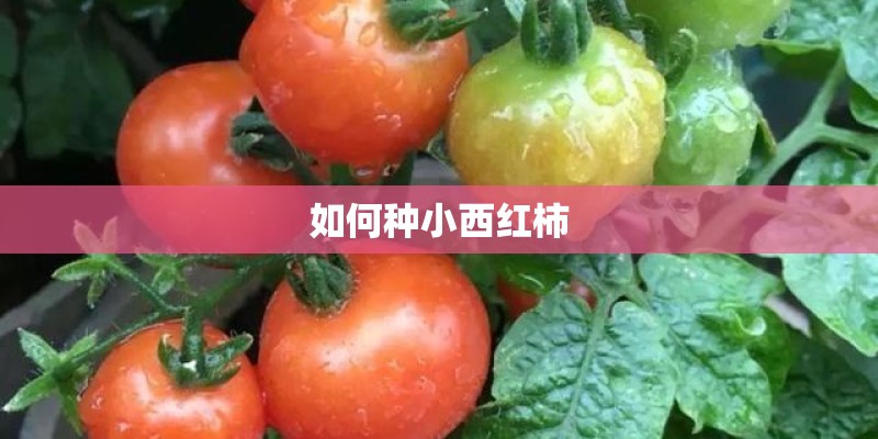 如何种小西红柿