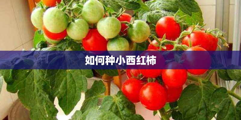 如何种小西红柿