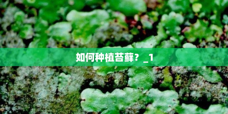 如何种植苔藓？_1